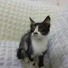 قطط بلدية للتبني