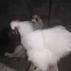 ديوك قطني
