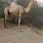 جمال للبيع العمر ابرع سنه