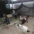 دجاج سندي اصيل ودجاج شامو ياياني الاب خارجي