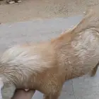 تيس قزمي