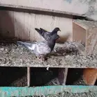 حمام للبيع
