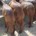 رخال حمريات صنف الصنف