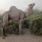 بعير اراكي