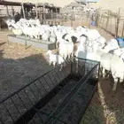 حريات العدد 35 معها 16 والباقي دفيع