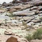 8 خرفان شرط وادي بن هشبل