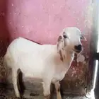 اربعه شهور عمره