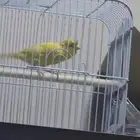 كناري كرست أصفر تغريد