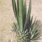 زريعه للبيع .