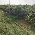 قصب بنويكام للبيع