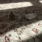 تبني هامستر