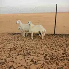 حريات مطافيل