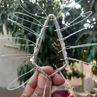 شبك لصيد الصقور