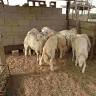 تم لبيع