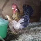 للبيع جوز جابانيز الموقع الأحساء