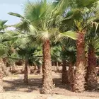 نخل واشنطني واشنطن