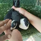 للبيع الموقع الرياض حمام شامي