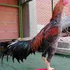 دجاج باكستاني