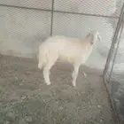 الطائف حي الواصليه