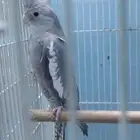 للبيع كروان