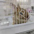 أرنب هولندي ذكر اليف