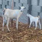 ماعز منتوج بجديه على السوم