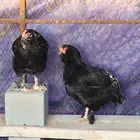 دجاج اورلف الروسي لببيع الموقع طبرجل رجاء عدم البخس