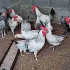 دجاج و ديوك فرنسي