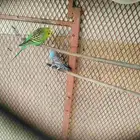 طيور بادجي منتجه للبيع