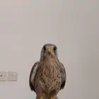 شبوط باشق البيع