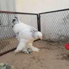 براهما