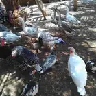 5 اناث رومي عمر سنه
