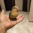 روز اليف جدا