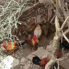 دجاج بلدي