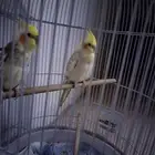 ببغاء زوج كوكتيل 250