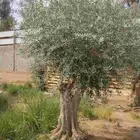 أشجار زيتون معمره ونخيل عربي وواشنطني وأشجار بريه