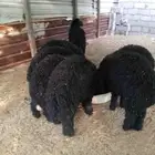 خرفان ذبايح ثلاجه شحم ولحم
