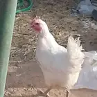 دجاج للبيع