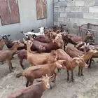 غنم بلدي للبيع