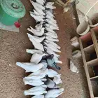 الرياض