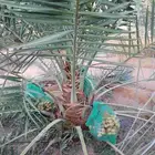 نقايل نخيل متنوعه نخل مثمر وطيب توصيل وزراعه