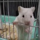 هامستر اليف