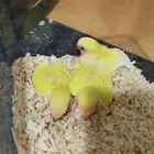 طقاطق للبيع