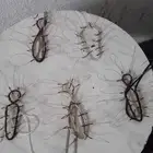 شبك لصيد الصقور