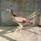 دجاج باكستاني