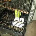 طائر الدرة أليف جنسي غير معروف اصحة علا اشرط اسعر