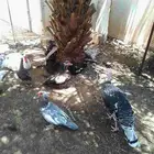 5 روميات اناث للبيع