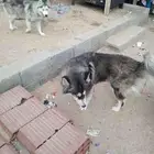 كلب هاسكي للبيع