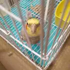 طير كروان عمره سنتين يغني و اليف و لعوب و غير قابل التنزيل