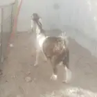 الطائف حي الواصليه